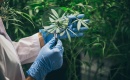 THC x4 en 20 ans : l'explosion des psychoses liées au cannabis