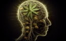 Cannabis et santé mentale : l’impact réel sur l’anxiété, la dépression et la motivation