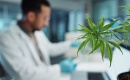 Cannabis : pourquoi les hommes perdent plus la mémoire que les femmes