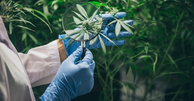 THC x4 en 20 ans : l'explosion des psychoses liées au cannabis