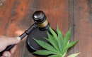 Addiction au cannabis : quand la légalisation ne change rien à la dépendance