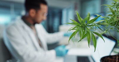 Cannabis : pourquoi les hommes perdent plus la mémoire que les femmes